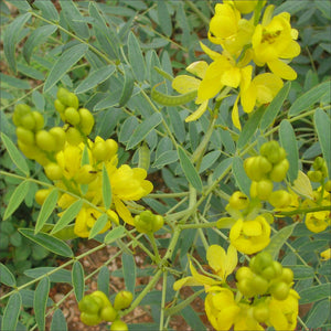 Senna Leaf