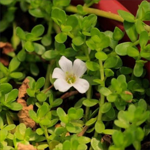 Brahmi
