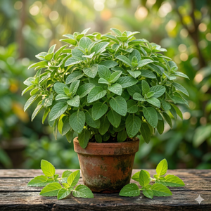 KAPOOR TULSI (Respiratory Support)