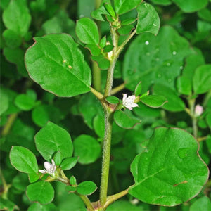 4. Punarnava