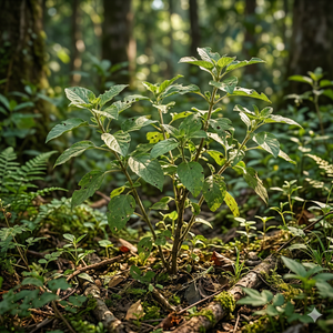 VAN TULSI (Detox & Purification)