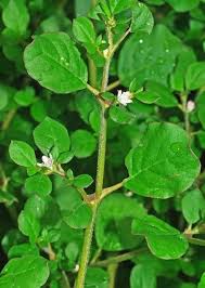 Punarnava Supports healthy hemoglobin and blood circulation